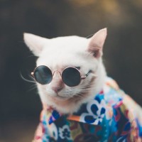 「探しもの？　ボクは知らニャいよ」…猫には「人間を手伝う意欲」はないことが、研究チームの実験で明らかに　ハンガリー