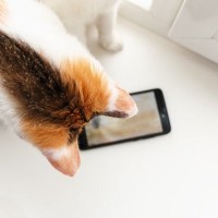 「ママの声だ！」電話から聞こえる懐かしい飼い主の声に、大興奮の保護猫　人々の協力で無事自宅へ戻る　米国