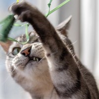 救助した「気性の荒い子猫」に消防士が一目ぼれ→そのまま自宅に迎えて「飼い主」になる　英国