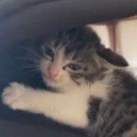 出勤途中で『車に轢かれそうになっていた子猫』を保護…少しずつ『変化していく様子』に涙が出ると26万再生「ありがとう」「助かって良かった」