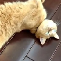 保護猫と暮らし始めて５年→『新築でピカピカだった家』が……変化した『家の様子』に反響「家も成長していくねｗ」「ほっこりｗ」と14万再生