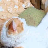 『寝づらくないのだろうか…』いっしょに昼寝をしていた2匹の猫を見ると→『微笑ましい瞬間』にSNSで反響「安心にゃあ」「可愛いね」
