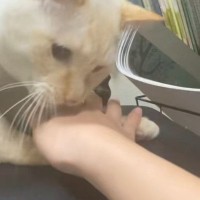 『イスで爪を研ごう』とする猫→手で阻止してみたら…急に始まる『コントのような展開』に爆笑「ジワジワきたｗ」「最後めちゃやりたそうｗ」