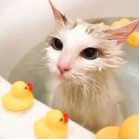 飼い主さんと一緒に『バスタイムを楽しむ猫』…まさかの光景が可愛すぎると２万いいねの反響「羨ましい～」「お風呂大好きなんだねｗ」