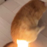 日差しが強い日、猫のおしりに『日光』が当たった結果…ギャグアニメのような『まさかの光景』に８万いいね「地球を救ってほしい」「神々しいｗ」