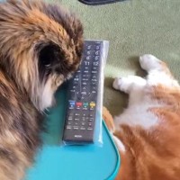 『日頃の恨み？』リモコンが置いてある『机の上にいた猫』→下でくつろいでいた猫に…「地味な攻撃ｗ」「表情が面白いｗ」爆笑の展開に反響