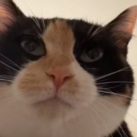 猫になりきって『愛猫にお説教』してみた結果…想像以上の『リアクション』が76万再生「ちゃんと効いてそうｗ」「うちの子も反応したｗ」