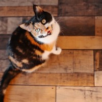 猫が飼い主を『見つめながら鳴く』ときの理由5つ　伝えたいことがあるの？正しい応え方まで