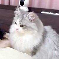 深夜２時、ママの布団に『忍び込む子猫』→ゴロゴロが止まらなくて…悶絶級に『尊い光景』が話題「身も心もポッカポカ」「羨ましい」