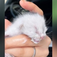 空き家のシンクの中にいた赤ちゃん猫→保護から１年が経つと…心温まる『成長記録』に「もう立派なお姉さん」「大きくなって可愛い」と反響