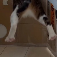 ダンボールハウスを置いておいたら、『窓部分からネコ』が……爆笑の展開に「吸い込まれた？ｗ」「じたばたが可愛すぎるｗ」と反響