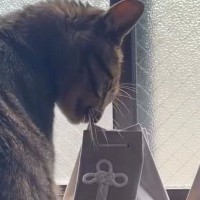 『大好きだったお姉ちゃん猫』の骨壺に……弟猫がとった『予想外の行動』に涙する人が続出「号泣してしまった」「やばい泣けてくる」