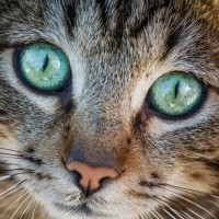 猫の目を『充血』させている原因5つ　病気の可能性も？適切な対処法まで解説