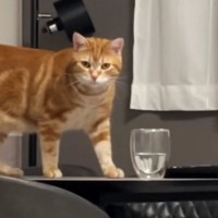 コップのそばにいた猫→見られていることを確認した『次の瞬間』…思わず叫んだ『とんでもない行動』が20万再生「やるぞーｗ」「爆笑ｗ」