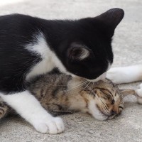 猫が『マウンティング』行動を取る理由3つ　どんな意味があるの？やめさせたほうがいい？