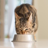 猫にできる『アンチエイジング』の方法4選　効果的なメリットや実践のポイント