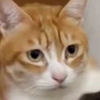 『保護した子猫』を家に連れて帰った結果…先住猫がとった『まさかの行動』に18万いいね「離せないね」「お世話するからって聞こえる」と反響