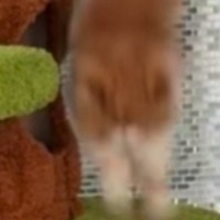 撮影していると、キャットタワーから『落ちてしまった猫』→次の瞬間……まさかの展開が33万再生「エスパーかなｗ」「控えめにいって天才」