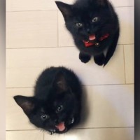足元にやってきた2匹の赤ちゃん猫→『なに？』と聞いてみると…たまらなく可愛い反応が84万再生「真顔で見れる人いない説」「キュン」