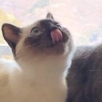 『先輩猫』が好きすぎて全力で甘えた結果→表情が……対照的な『2匹の様子』に爆笑の声続出「可愛すぎるｗ」「めっちゃいい」と１万いいね