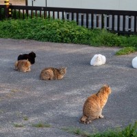 猫社会で守られている『暗黙のルール』4選　良好な関係を保つために欠かせないこと