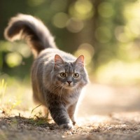 猫の『歩き方』にまつわる4つの知識　静かに歩ける理由や体のしくみなどを解説