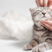 猫を迎えたら始まる『毎日の習慣』3選　生活に訪れる変化や必要なお世話