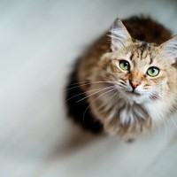 あなたの『愛猫依存レベル』はどのくらい？5つのチェック項目や与えかねない悪影響
