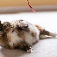 猫との『遊びをサボる』と起こりうるトラブル3つ　心身に与える影響から上手な遊び方まで