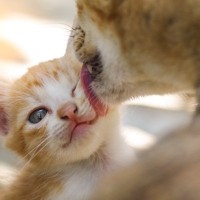 猫の『性格形成』を左右する5つの要因　遺伝や環境が与える影響とは