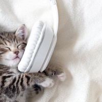 猫が思わず聞き入る『大好きな音』4選　心地よく感じる理由や活用法も解説