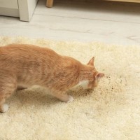 猫が『新しい敷物』に夢中になる理由4つ　上に乗りたがる心理や目的も解説