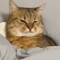 ベッドでまくらを使って寝ていた猫…まるで人間のように『使いこなしている光景』に爆笑の声続出「全く違和感ないｗ」「中身人間の疑いあり」