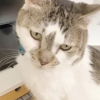 いつも家にいるパパがいない日、『愛猫たち』は…可愛すぎる行動と『帰宅後の様子』に癒される人が続出「大好きなんだね」「されるがままｗ」