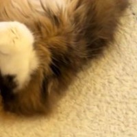 振り返ったら、『愛猫』が……まるでラッコのような『あざとすぎる体勢』に「お腹にダイブしたいｗ」「早く貝殻あげてーｗ」と悶絶の声続出