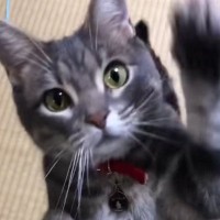 姉から『芸を頑張る猫』の様子が送られてきて…思わずニヤけた『可愛すぎる光景』が29万再生「めっちゃ綺麗な顔」「ジブリに出てきそう」