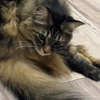 同じ場所で毛づくろいをしていた『2匹の猫』…思わず撮影した『可愛すぎる瞬間』に「ほんとにピッタリｗ」「金メダルｗ」と24万表示