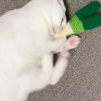 おもちゃに『夢中になっている白猫』を見ていると…『可愛すぎる瞬間』に３万いいねの反響「しっかりとアピールｗ」「ずっと見てられる」