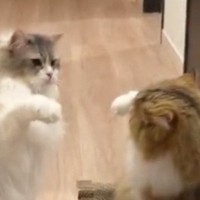 廊下で見つめあう2匹の猫→おててを高くあげた次の瞬間…『予想外すぎる行動』に「ツボった」「おもしろ可愛いｗ」と笑ってしまう人が続出