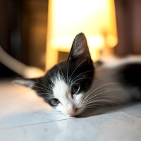 猫が『頭をぶつけた』ときの注意点3つ　危険なトラブルの可能性や適切な対処法