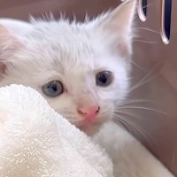 雨の降る夜に、ゴミ捨て場で鳴いていた『白色の子猫』…保護されてから『半年間の記録』に感動「良かったなぁ」「泣いちゃった」と12万再生