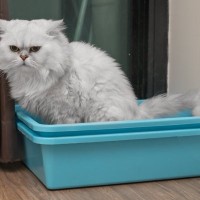 猫が排泄した後の『おしり』は拭いてあげるべき？　汚れているときの対処法や清潔を保つコツ