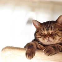 猫が『キレる直前』にみせる4つのサイン　落ち着かせるための対処法まで解説