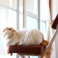 猫は『留守番が上手』と言われるけど本当？外出前に確認しておくべき4つのポイント