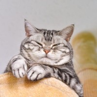 猫があなたを『高い場所から見下ろしてくる』理由3つ　実はさまざまな意味が隠されている？