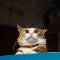 猫を傷つけてしまう『飼い主の裏切り行為』4選　信頼を失う理由から関係改善のコツまで