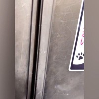 ドアに『猫がいます、ご注意ください』と書かれたステッカー…開けると？→想像を超える光景が606万再生「ビックリした」「まさかの場所ｗ」
