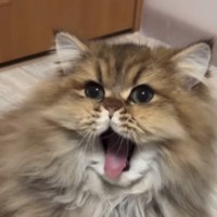 特大の『あくび』をしていた猫→終わった直後に『思わぬ変化』が起きて…まさかの瞬間が142万再生「違う顔になったｗ」「なんでｗｗ」