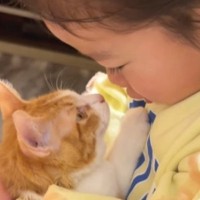 子猫のことが大好きな女の子→抱っこして顔を近づけると…幸せいっぱいの『尊すぎる光景』が102万再生「通じ合ってる」「涙が出た」