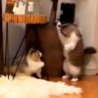 追いかけっこをする２匹の子猫→猫パンチをしようとしたら、次の瞬間…反則級に『可愛すぎる光景』が56万再生「ぽよぽよｗ」「泣けてくる」